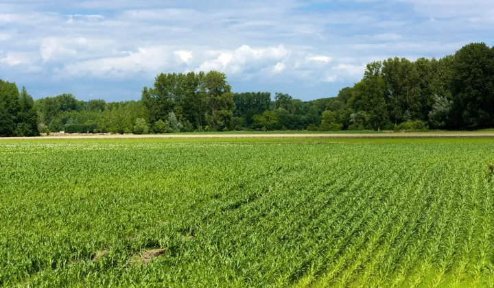 Działka rolna Karszewo