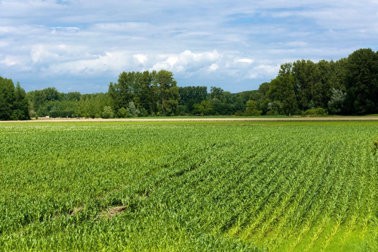 Działka rolna Karszewo. Zdjęcie 1