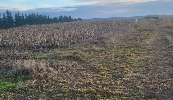 Działka budowlana Jeżowa, ul. Asfaltowa