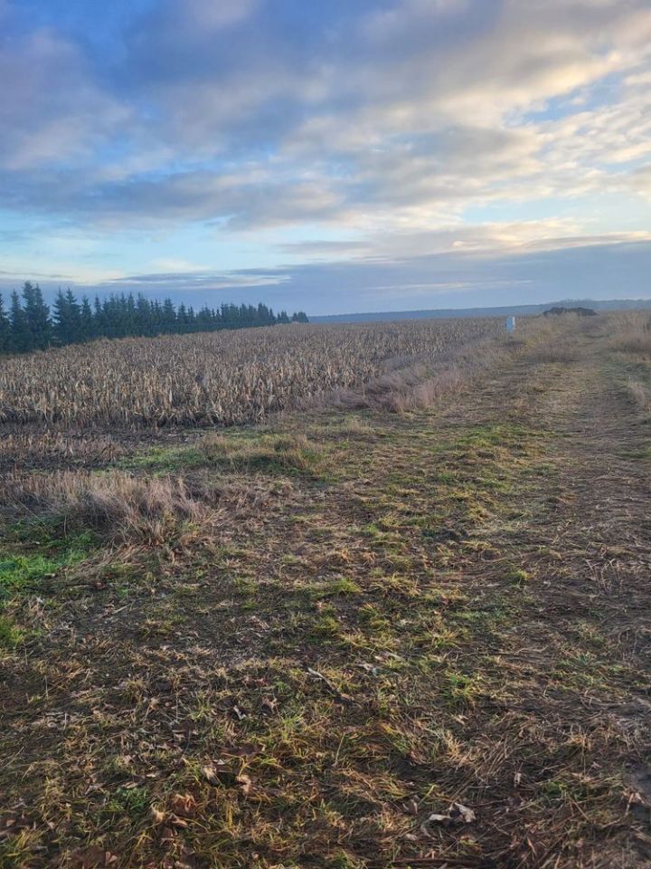 Działka budowlana Jeżowa, ul. Asfaltowa