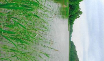 Działka rekreacyjna Tarczyny