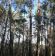Działka leśna Majdan Mały. Zdjęcie 5
