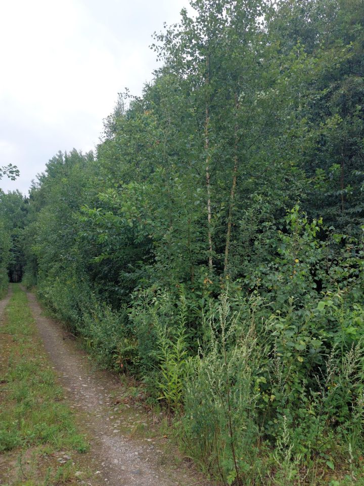 Działka budowlana Tuszyn Tuszynek Poduchowny, ul. Roberta Kocha. Zdjęcie 3