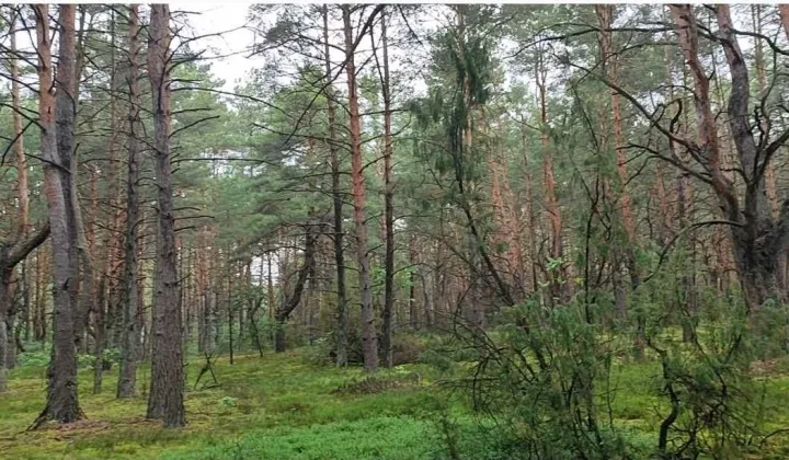 Działka rekreacyjna Osiedle Wilga, ul. Dzięciołów