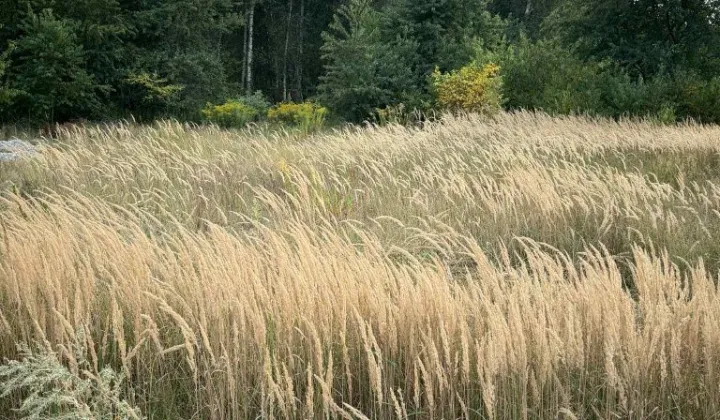 Działka budowlana Chełm Bazylany