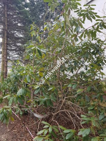 Działka budowlana Granica. Zdjęcie 5