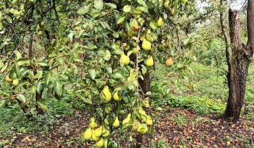 Działka budowlana Kaszewice