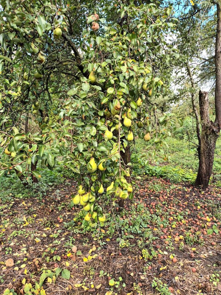 Działka budowlana Kaszewice. Zdjęcie 2