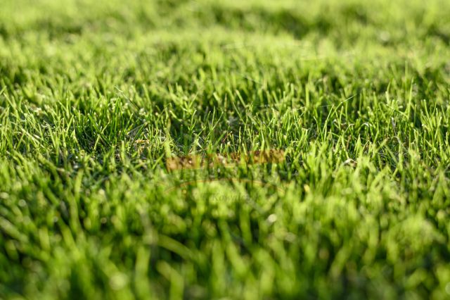 Działka rolna Biestrzynnik. Zdjęcie 1