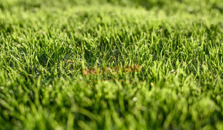 Działka rolna Biestrzynnik