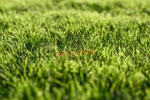 Działka rolna Biestrzynnik