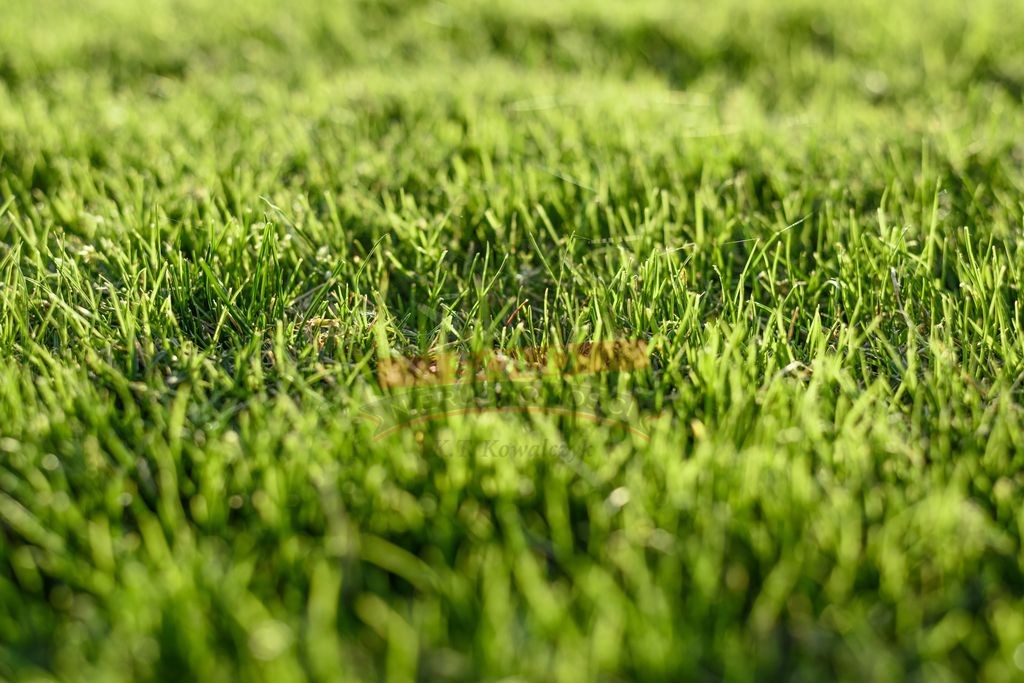 Działka rolna Biestrzynnik