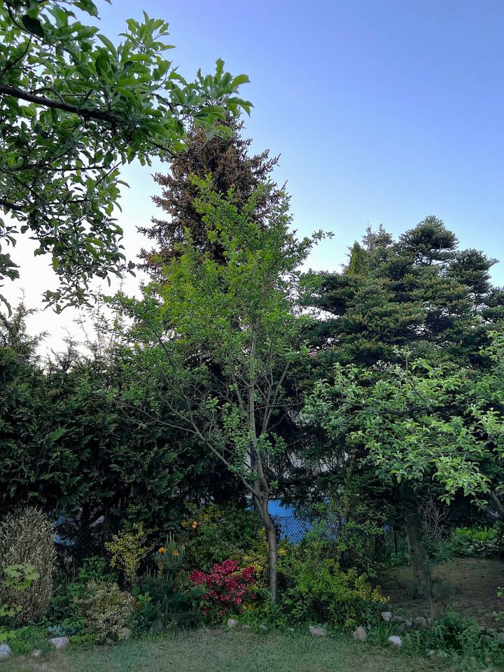 Działka rod Drzewianowo. Zdjęcie 7