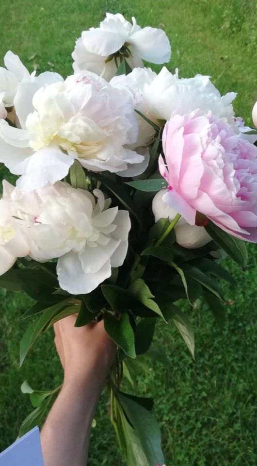 Działka rod Warszawa Siekierki, ul. Antoniewska. Zdjęcie 6