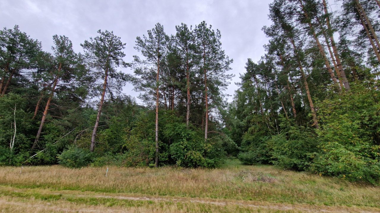 Działka inwestycyjna Wszewilki Pomorska, ul. Leśna. Zdjęcie 11