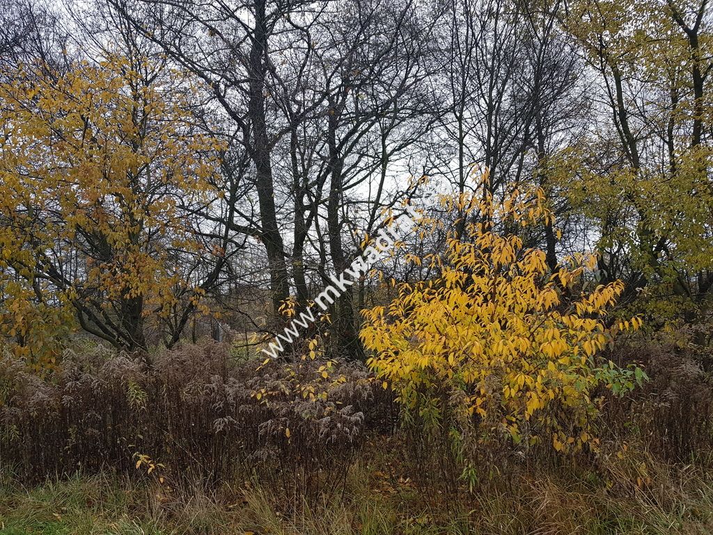 Działka budowlana Milanówek. Zdjęcie 1