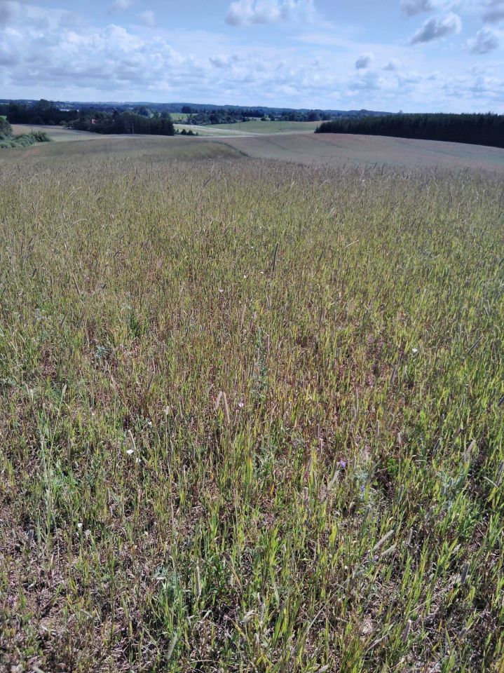 Działka rolna Jeziorany-Kolonie. Zdjęcie 2