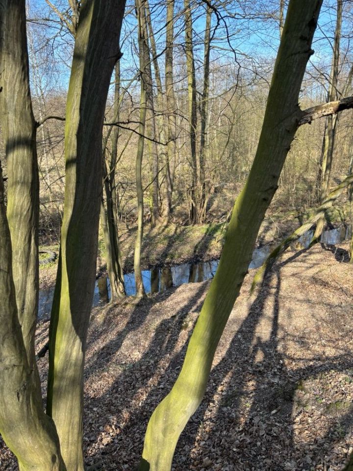Działka rolna Wołucza. Zdjęcie 6