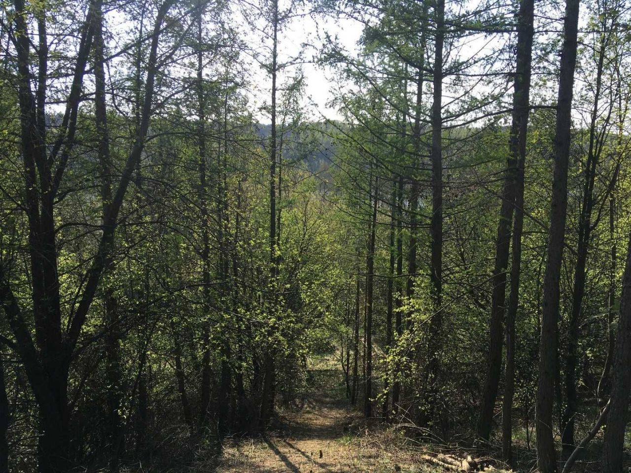 Działka rolno-budowlana Nowogród. Zdjęcie 5