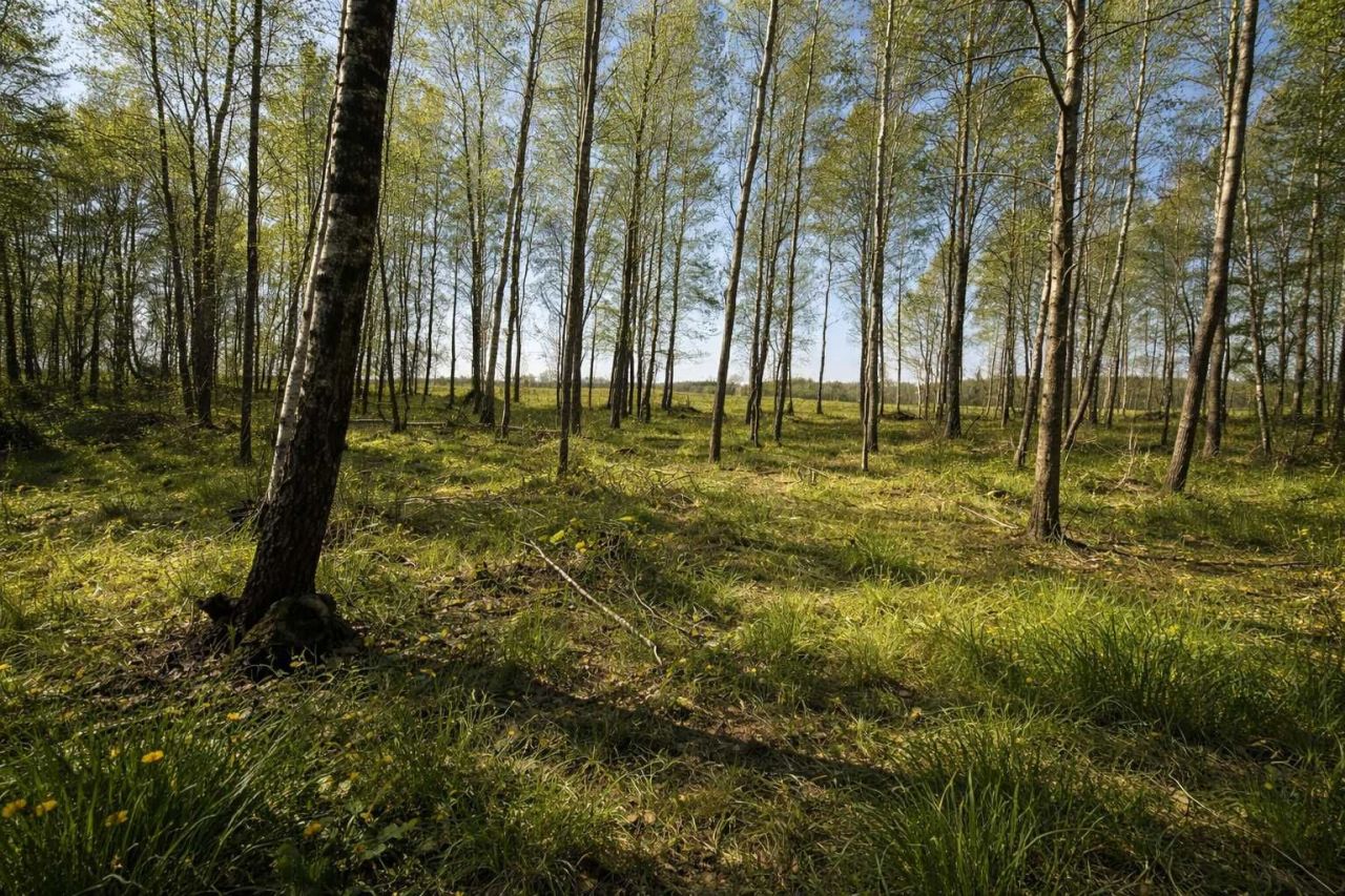 Działka rekreacyjna Bukowina. Zdjęcie 3