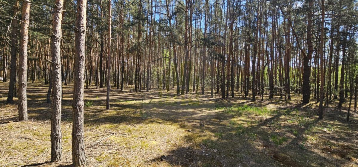 Działka leśna Makówka. Zdjęcie 11