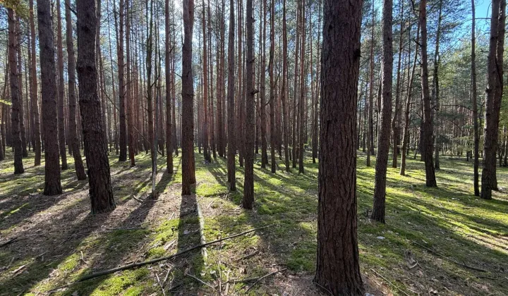 Działka leśna Pysznica, ul. Podlesie