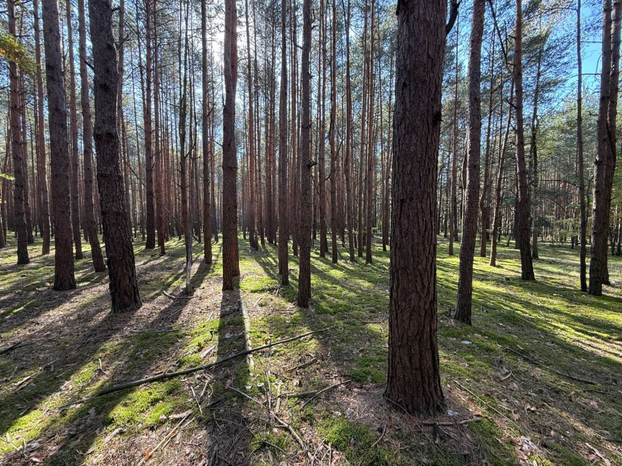 Działka leśna Pysznica, ul. Podlesie. Zdjęcie 1