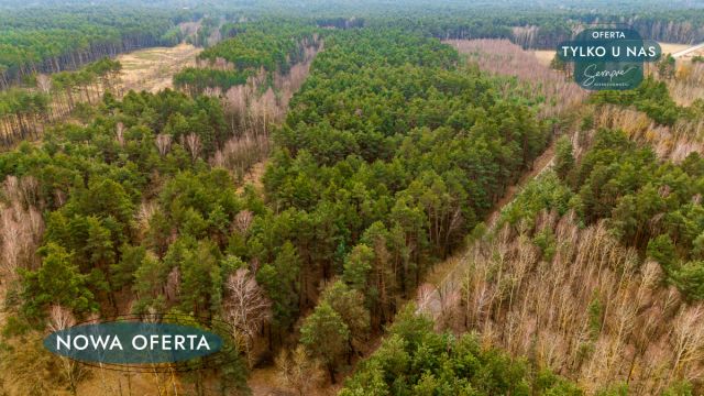 Działka leśna Szczerców, ul. Leśna. Zdjęcie 2