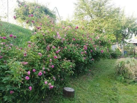 Działka rod Lublin, ul. Wapienna. Zdjęcie 4