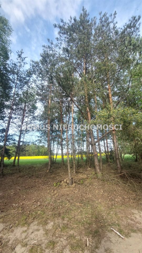 Działka inwestycyjna Grzmiąca. Zdjęcie 3