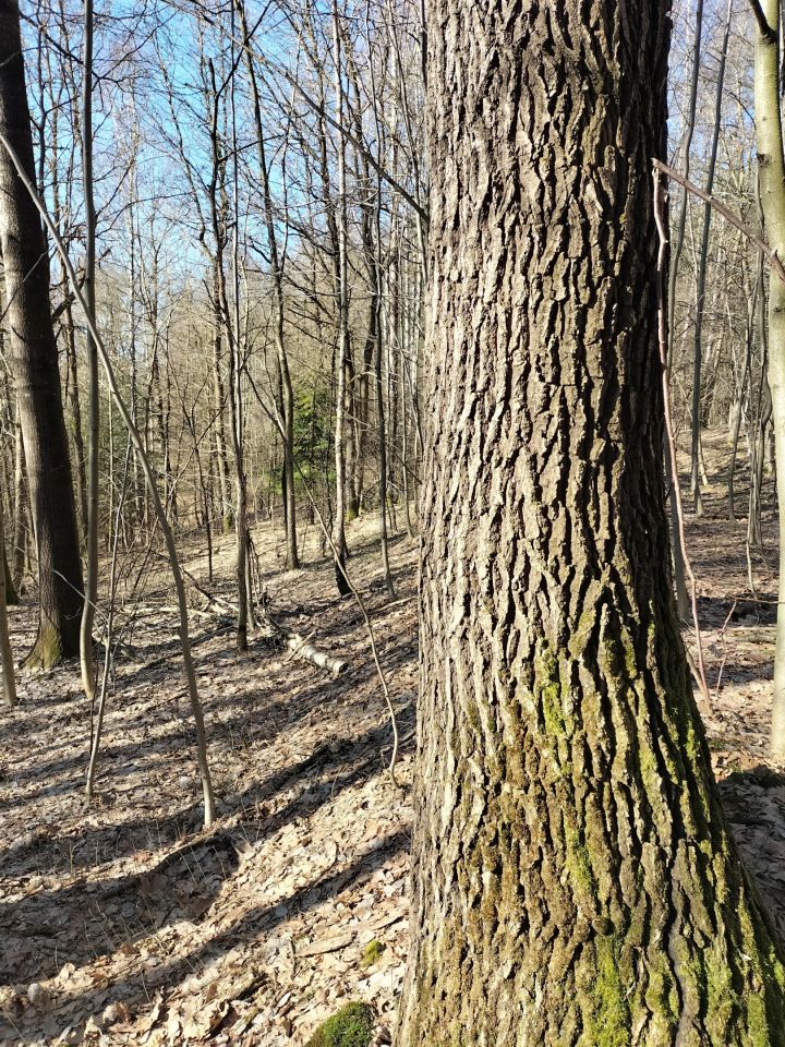 Działka leśna Brzezowa. Zdjęcie 6