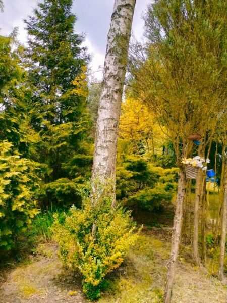 Działka rekreacyjna Kamieńczyk. Zdjęcie 9