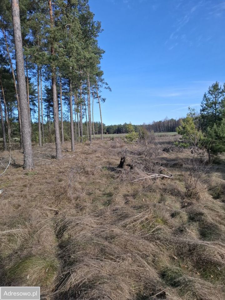 Działka rolno-budowlana Wdzydze Tucholskie. Zdjęcie 3