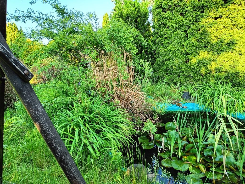 Działka rod Widziszewo, ul. Podgórna. Zdjęcie 5