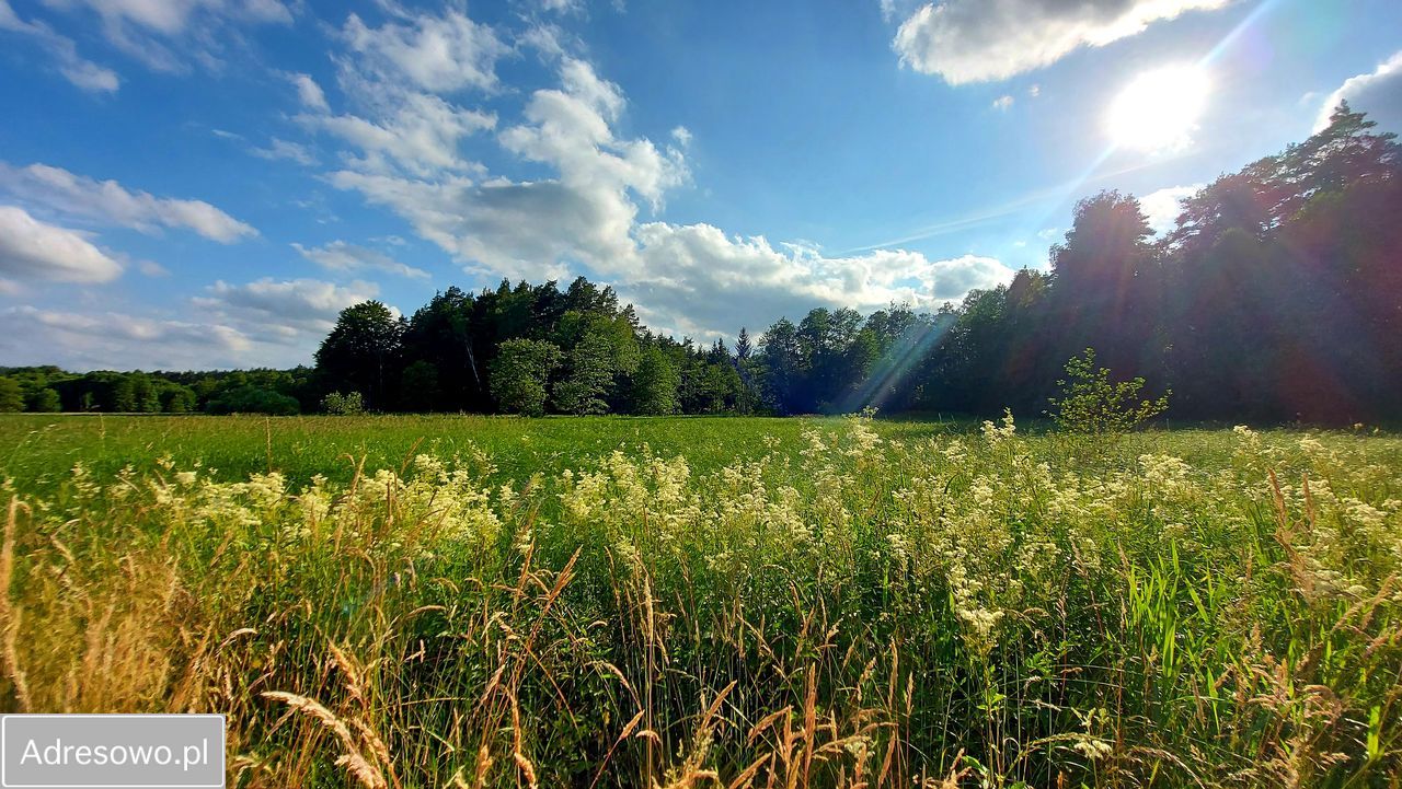 Działka rolna Smorawina. Zdjęcie 8