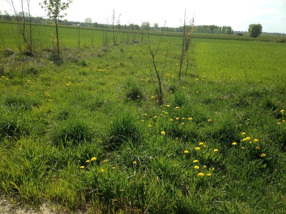 Działka rolno-budowlana Paprotnia. Zdjęcie 4