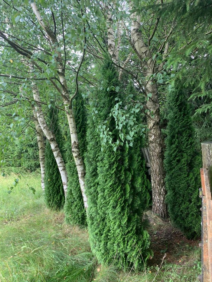 Działka rekreacyjna Stręgielek. Zdjęcie 4