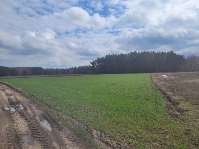 Działka rolno-budowlana Rojewo. Zdjęcie 1