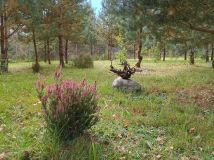 Działka rekreacyjna Drwęck. Zdjęcie 4