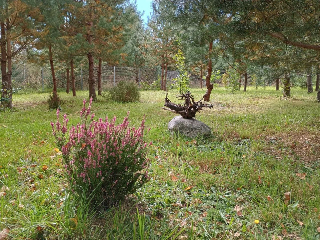 Działka rekreacyjna Drwęck. Zdjęcie 5