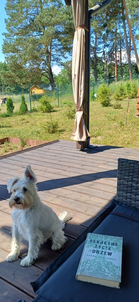 dom wolnostojący, 4 pokoje Demlin, Demlin. Zdjęcie 17