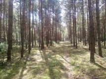 Działka rekreacyjna Lipianki. Zdjęcie 4