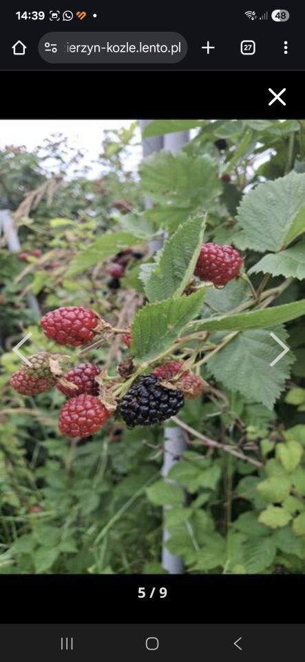 Działka rod Kędzierzyn-Koźle Kuźniczka, al. Spokojna. Zdjęcie 8