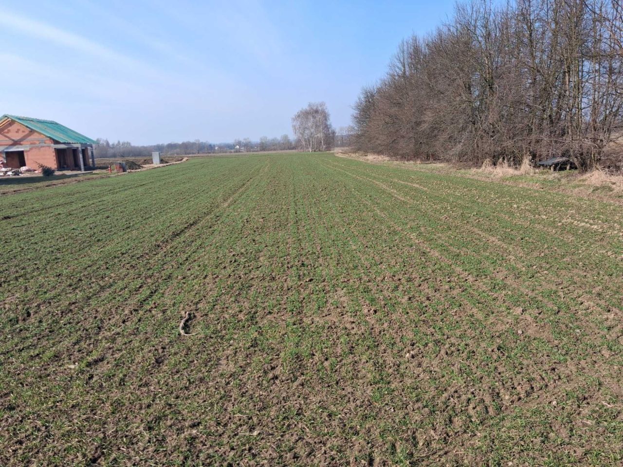 Działka rolno-budowlana Siedlec. Zdjęcie 1