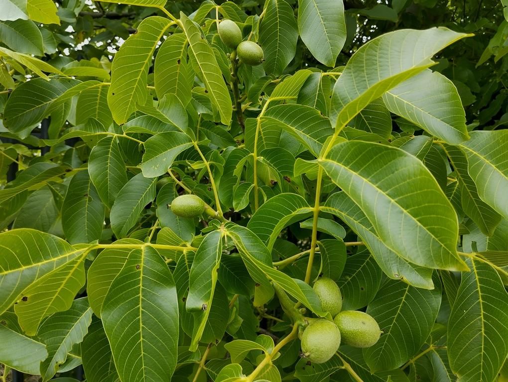 Działka budowlana Zgierz Rudunki, ul. Gabrieli Zapolskiej. Zdjęcie 15