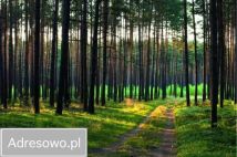 Działka budowlana Gola. Zdjęcie 2