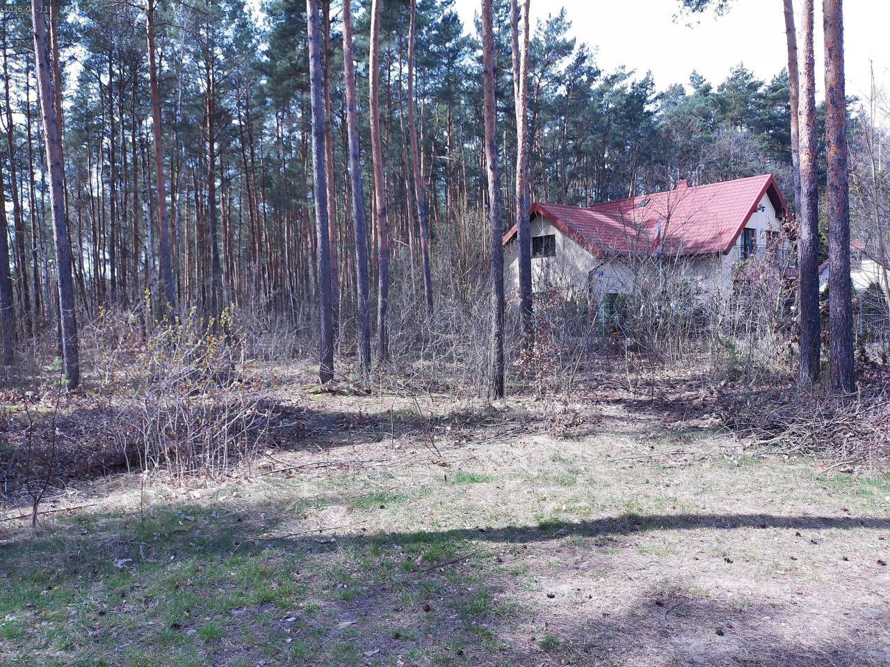 Działka leśna Marynino. Zdjęcie 20