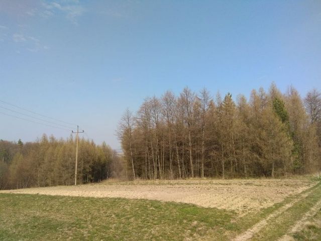 Działka leśna Wola Rzeplińska. Zdjęcie 1