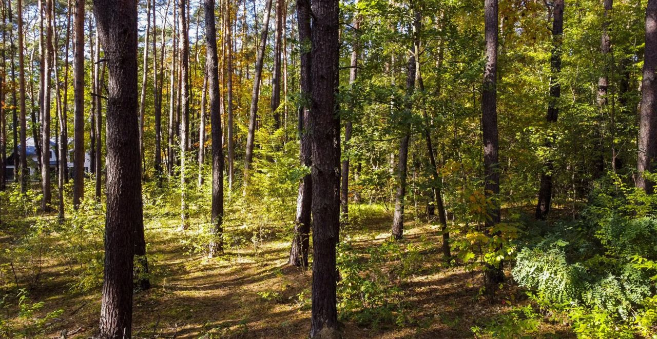 Działka leśna Sękocin-Las, ul. Iglasta. Zdjęcie 6