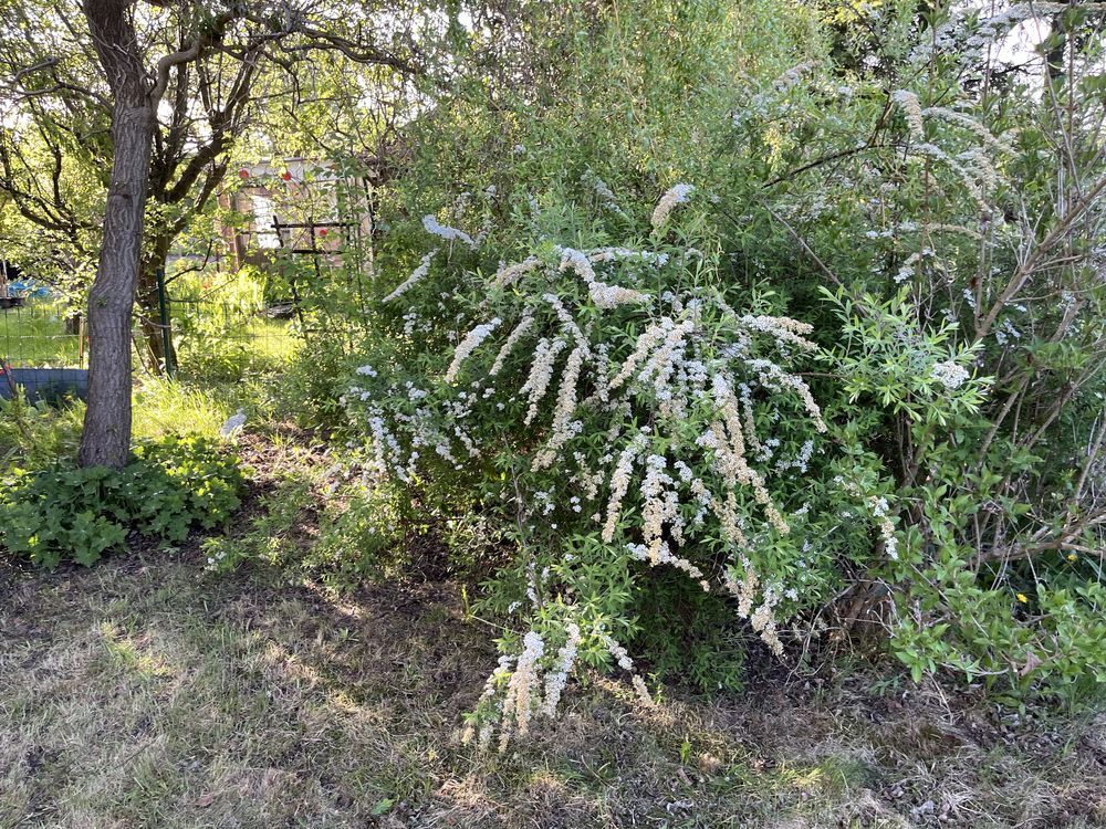 Działka rod Białystok Jaroszówka, ul. Adama Mickiewicza. Zdjęcie 8